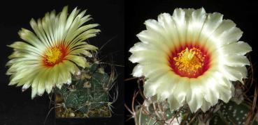 Mother and father plant
